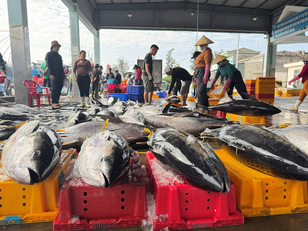 Siết chặt quản lý tàu cá, quyết tâm gỡ “thẻ vàng” IUU - ảnh 4