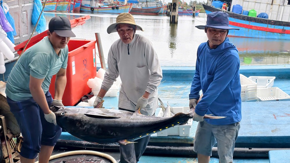 Ngư dân gác chuyến biển, chờ ngày thực hiện quyền công dân - ảnh 3