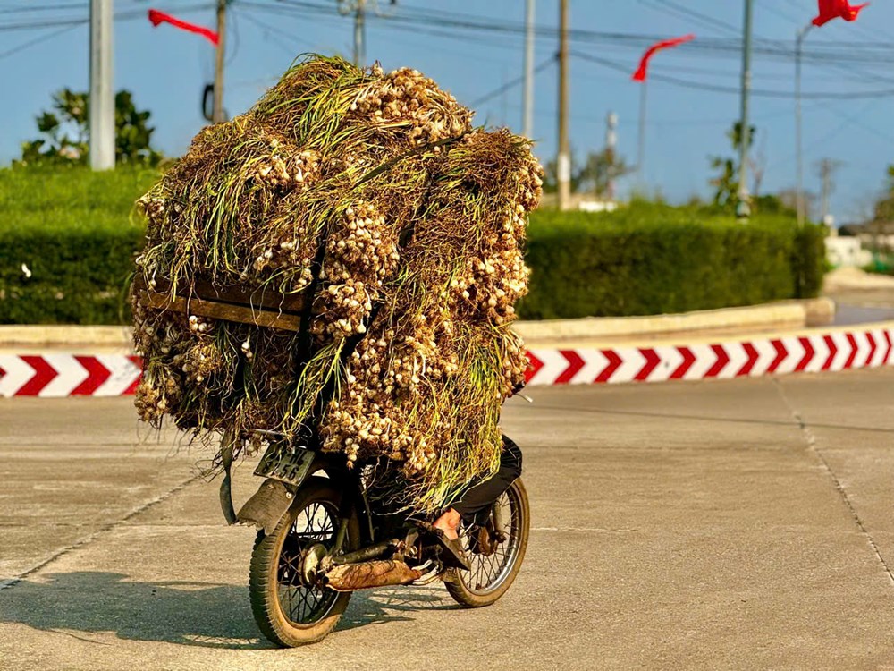 “Shipper” ruộng tỏi ở Lý Sơn tất bật chạy đua thời vụ - ảnh 5