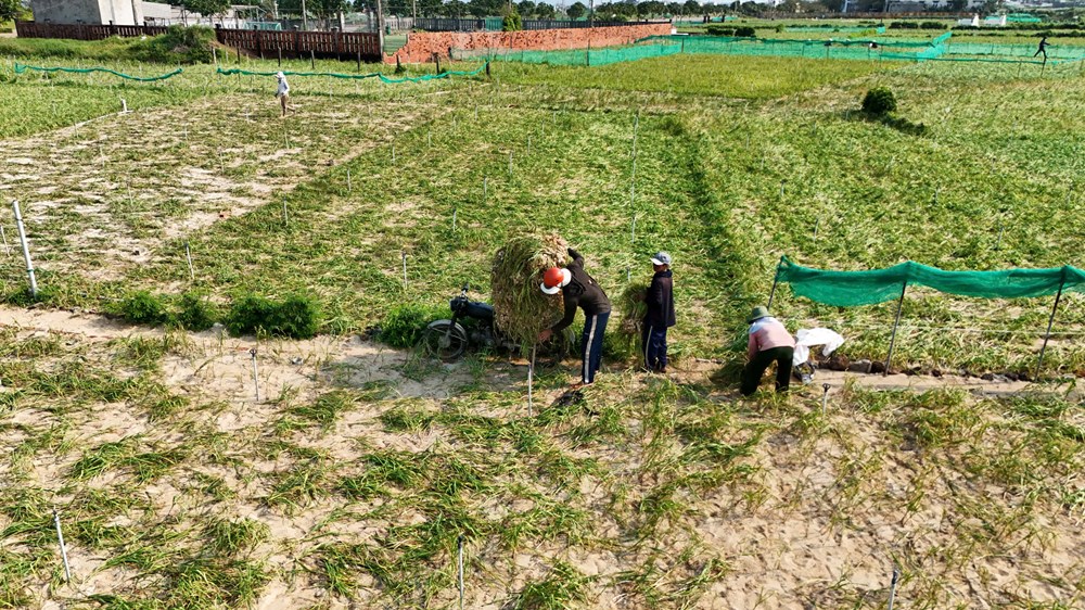 “Shipper” ruộng tỏi ở Lý Sơn tất bật chạy đua thời vụ - ảnh 3