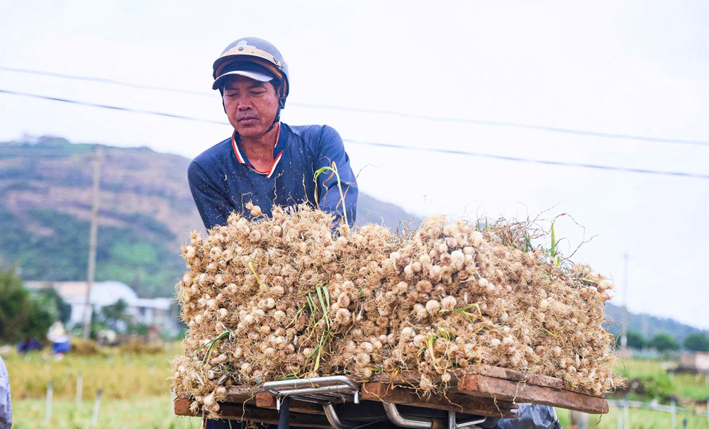 “Shipper” ruộng tỏi ở Lý Sơn tất bật chạy đua thời vụ - ảnh 1