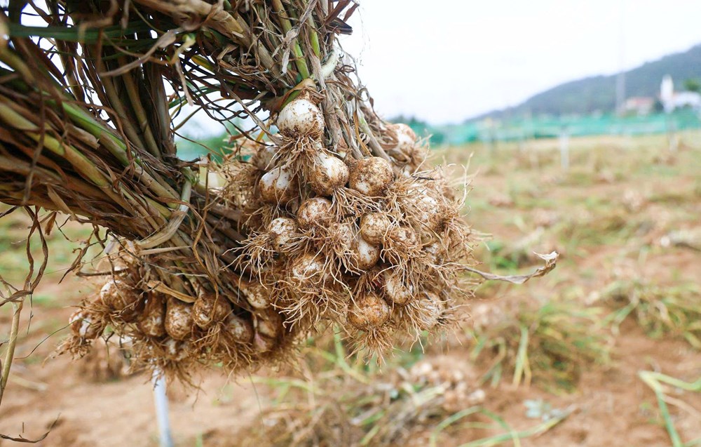 “Shipper” ruộng tỏi ở Lý Sơn tất bật chạy đua thời vụ - ảnh 2