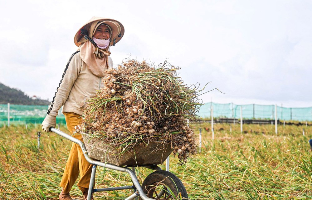 “Shipper” ruộng tỏi ở Lý Sơn tất bật chạy đua thời vụ - ảnh 8