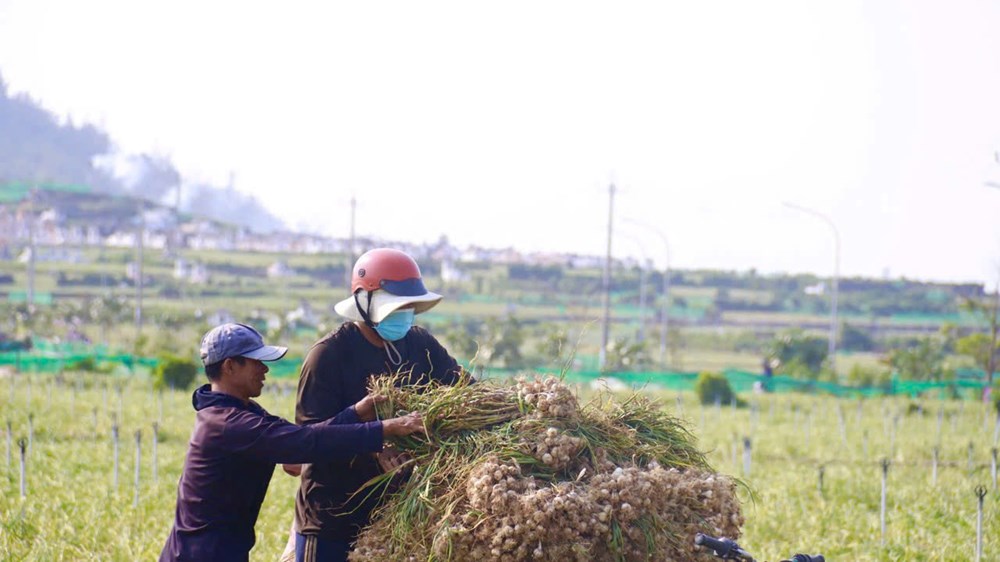 “Shipper” ruộng tỏi ở Lý Sơn tất bật chạy đua thời vụ - ảnh 6