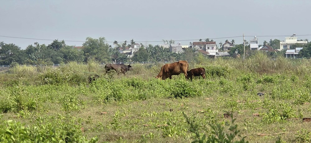 Gần 10 năm, dự án hơn 185 tỉ ở Quảng Ngãi vẫn chưa thành hình - ảnh 6