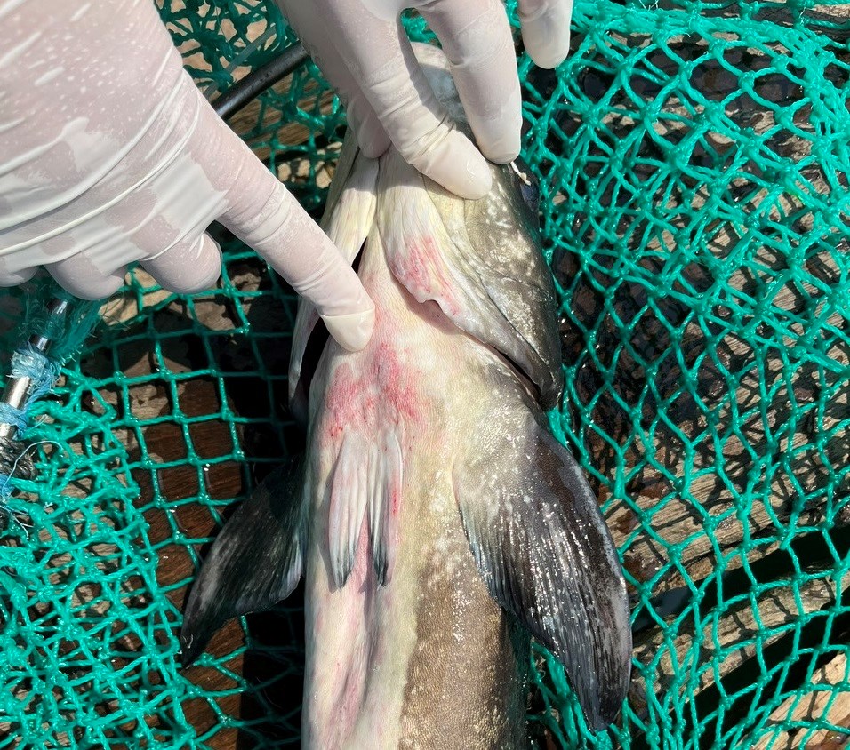 Cá bớp chết hàng loạt, nông dân Lý Sơn thiệt hại hàng chục tỉ đồng - ảnh 4