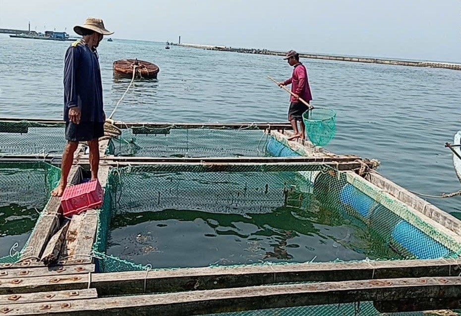 Cá bớp chết hàng loạt, nông dân Lý Sơn thiệt hại hàng chục tỉ đồng - ảnh 3