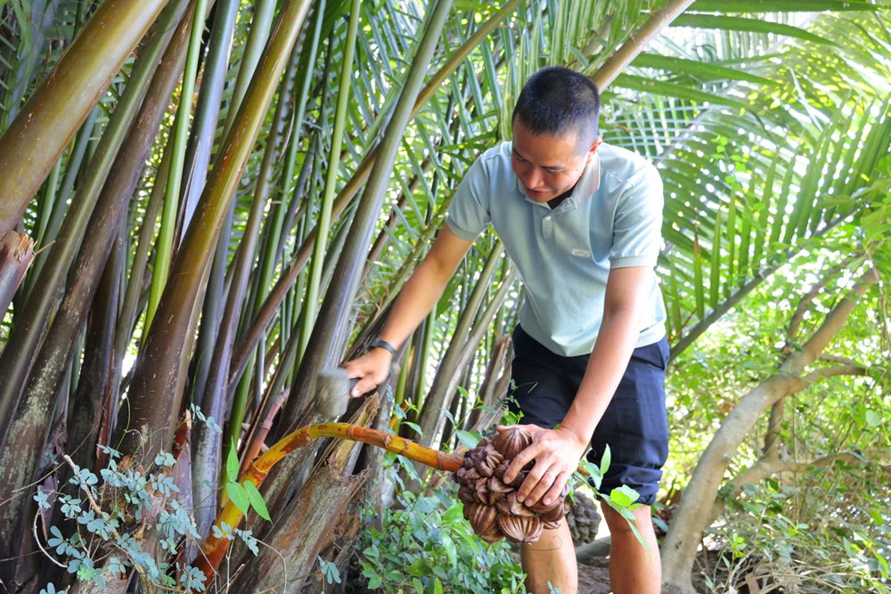 “Mật ngọt” giữa rừng dừa nước xứ Quảng - ảnh 2