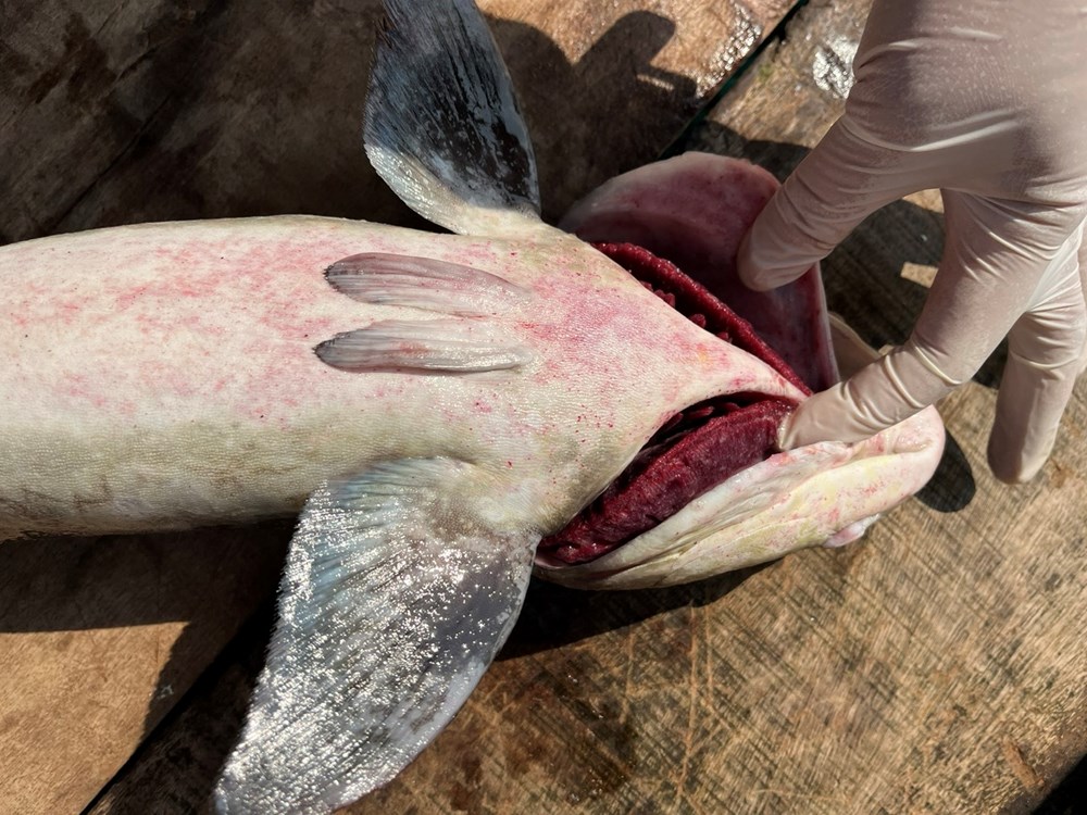 Cá bớp nuôi lồng bè thiệt hại nặng, đặt ra yêu cầu xử lý môi trường khẩn cấp - ảnh 1