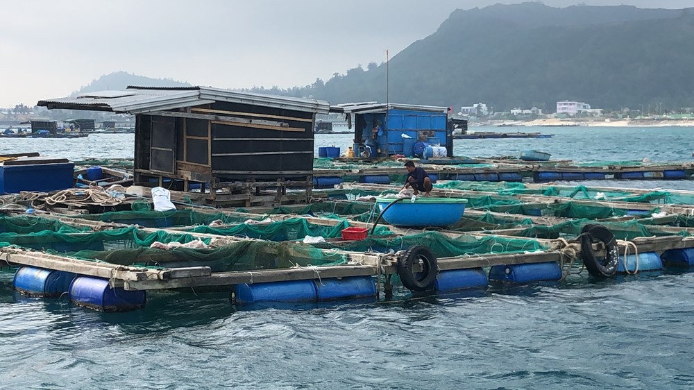 Cá bớp nuôi lồng bè thiệt hại nặng, đặt ra yêu cầu xử lý môi trường khẩn cấp - ảnh 3