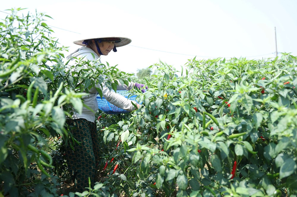 Ớt rớt giá, nông dân Quảng Ngãi “được mùa, trắng tay” - ảnh 1