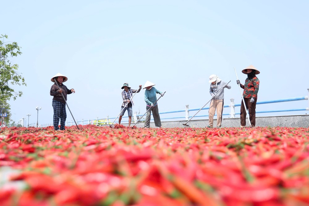 Ớt rớt giá, nông dân Quảng Ngãi “được mùa, trắng tay” - ảnh 7