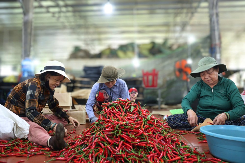 Ớt rớt giá, nông dân Quảng Ngãi “được mùa, trắng tay” - ảnh 6