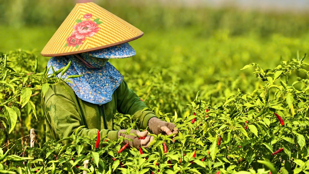 Ớt rớt giá, nông dân Quảng Ngãi “được mùa, trắng tay” - ảnh 3