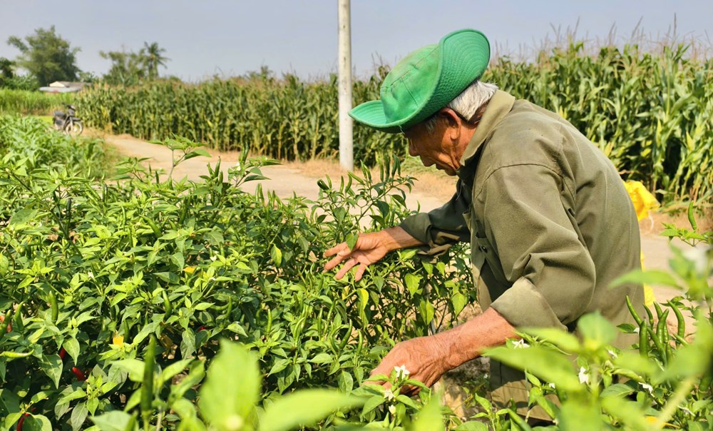 Ớt rớt giá, nông dân Quảng Ngãi “được mùa, trắng tay” - ảnh 9