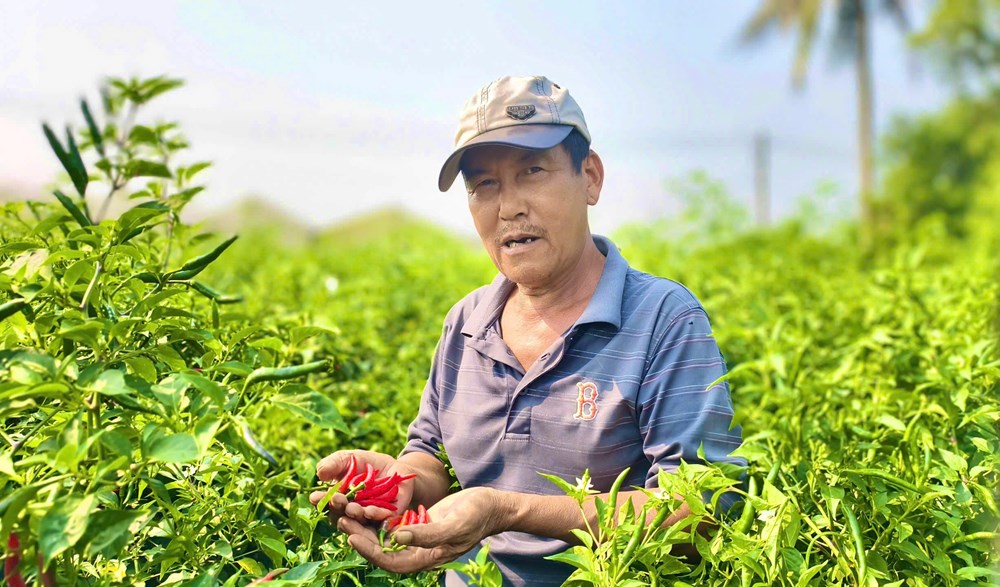 Ớt rớt giá, nông dân Quảng Ngãi “được mùa, trắng tay” - ảnh 5