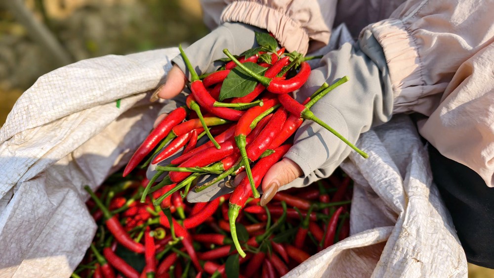 Ớt rớt giá, nông dân Quảng Ngãi “được mùa, trắng tay” - ảnh 4