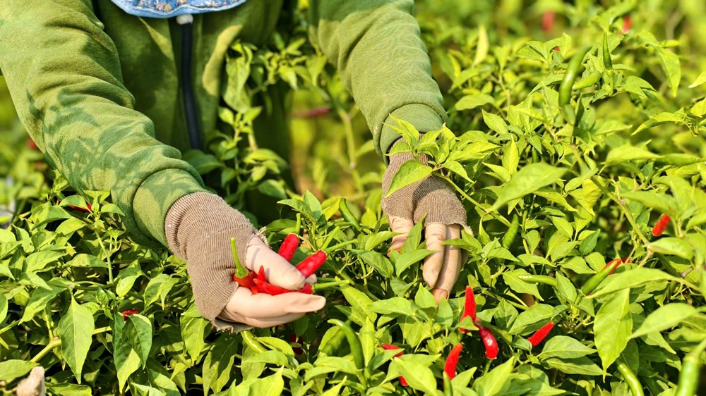 Ớt rớt giá, nông dân Quảng Ngãi “được mùa, trắng tay” - ảnh 2