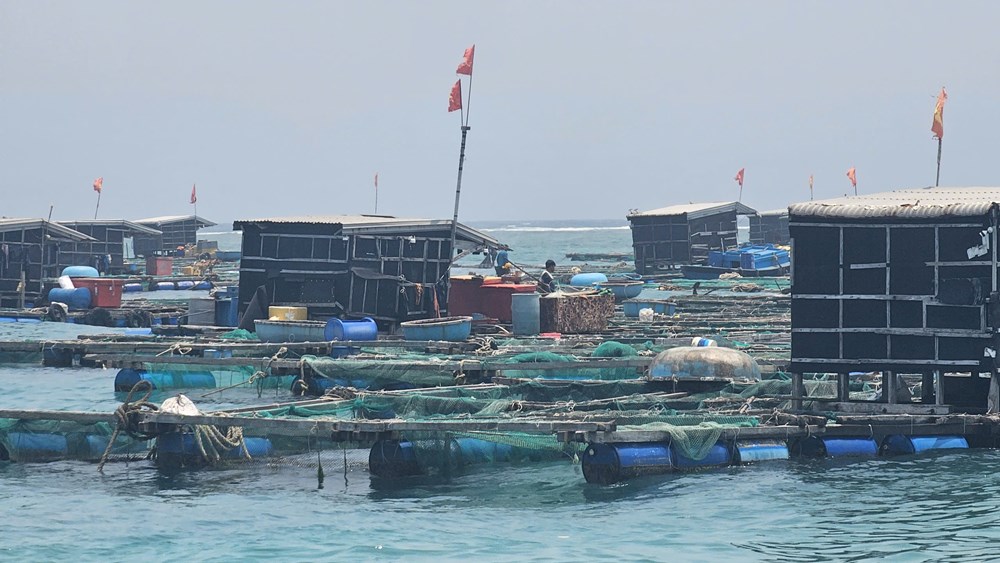 Quảng Ngãi: Xác định nguyên nhân cá bớp nuôi lồng chết hàng loạt - ảnh 1