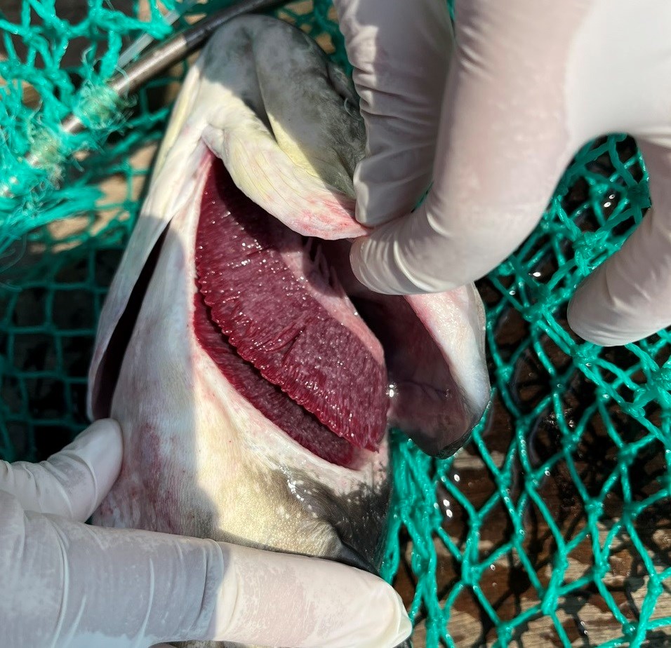 Quảng Ngãi: Xác định nguyên nhân cá bớp nuôi lồng chết hàng loạt - ảnh 3