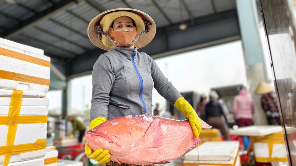 Ngư dân Quảng Ngãi đổi cách đi biển để giữ vững sinh kế - ảnh 3