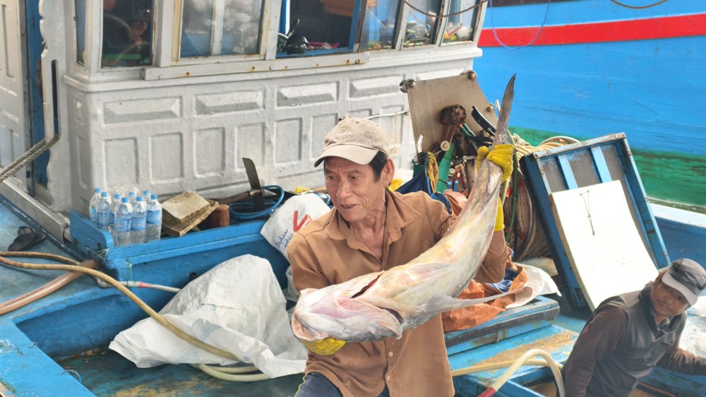 Ngư dân Quảng Ngãi đổi cách đi biển để giữ vững sinh kế - ảnh 1