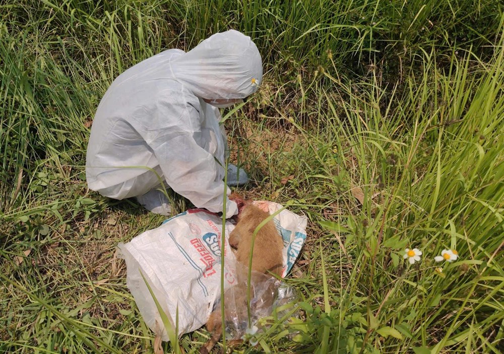 Quảng Ngãi khẩn trương khoanh vùng, kiểm soát nguy cơ dịch dại sau vụ chó tấn công nhiều người - ảnh 1