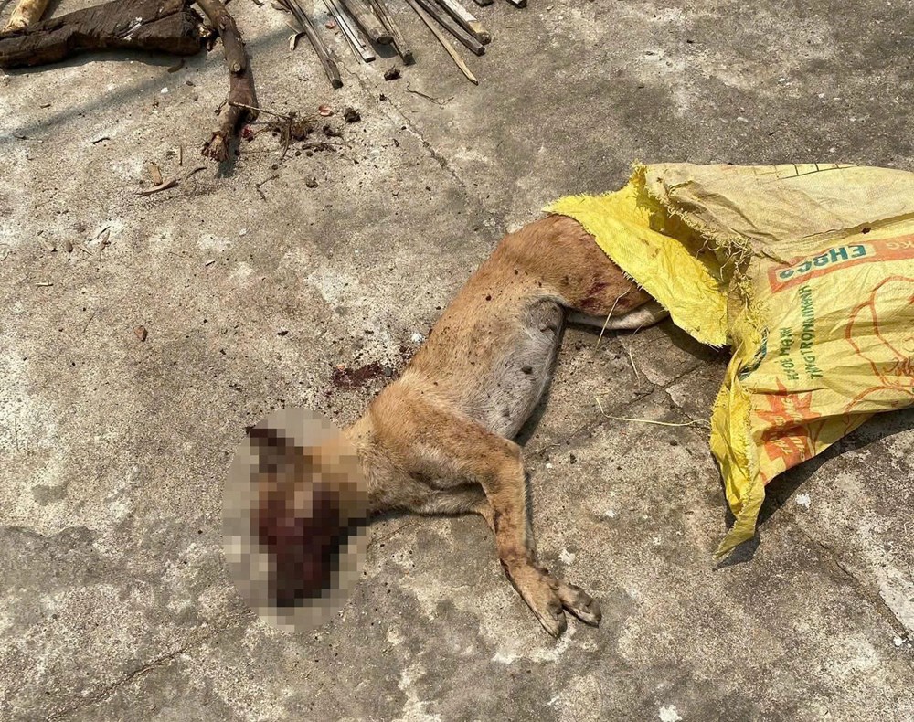 Quảng Ngãi khẩn trương khoanh vùng, kiểm soát nguy cơ dịch dại sau vụ chó tấn công nhiều người - ảnh 3