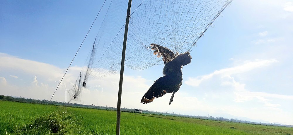 Tăng cường các giải pháp bảo vệ chim yến, ngăn chặn tình trạng săn bắt trái phép - ảnh 3