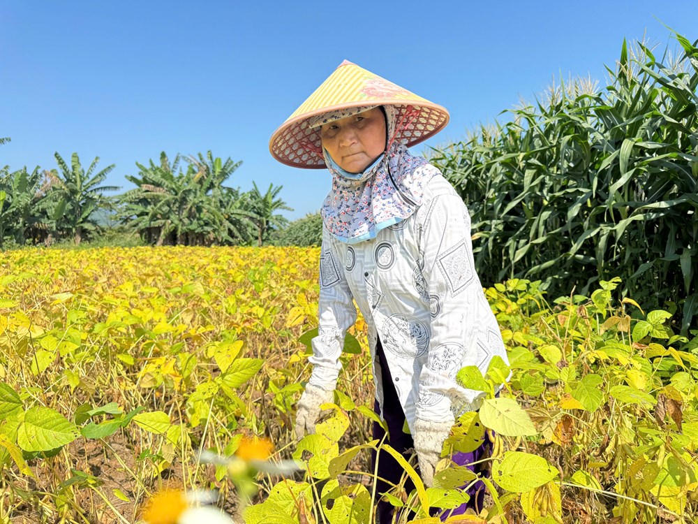 Liên kết trồng đậu nành - mở lối nông nghiệp hàng hóa ở Quảng Ngãi - ảnh 3