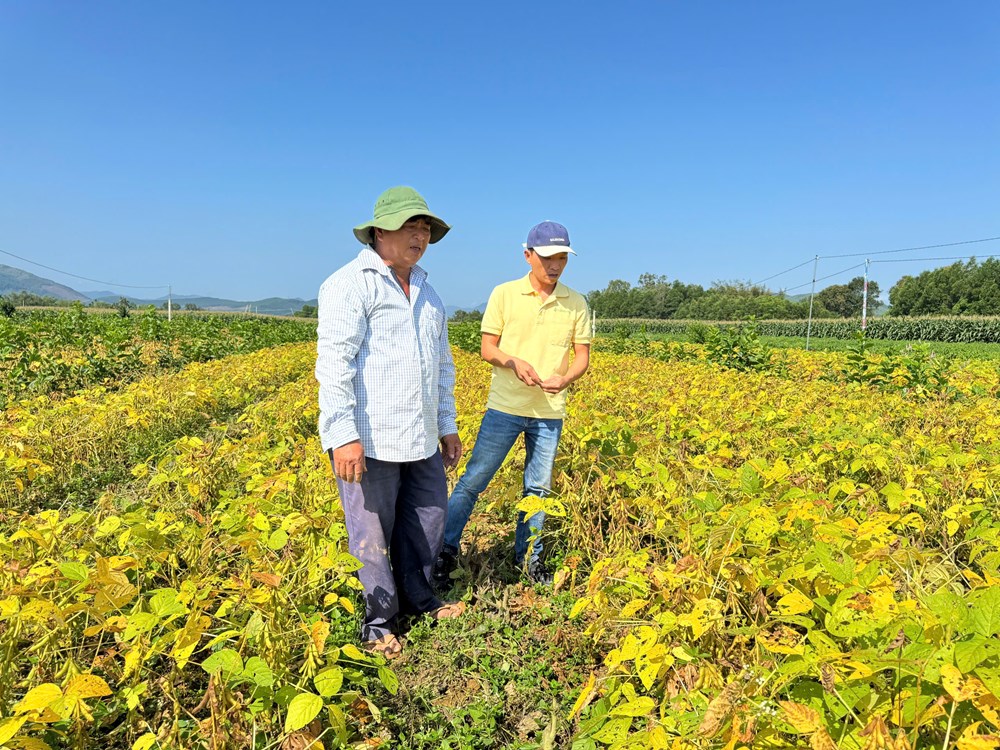 Liên kết trồng đậu nành - mở lối nông nghiệp hàng hóa ở Quảng Ngãi - ảnh 1