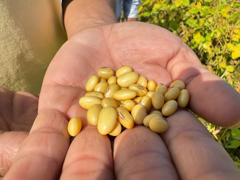 Liên kết trồng đậu nành - mở lối nông nghiệp hàng hóa ở Quảng Ngãi - ảnh 4