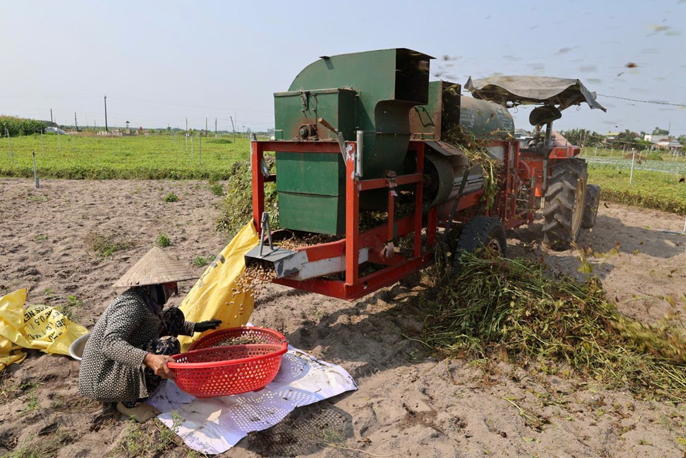 Nông nghiệp Lân Phong chuyển từ tự phát sang liên kết chuỗi - ảnh 3