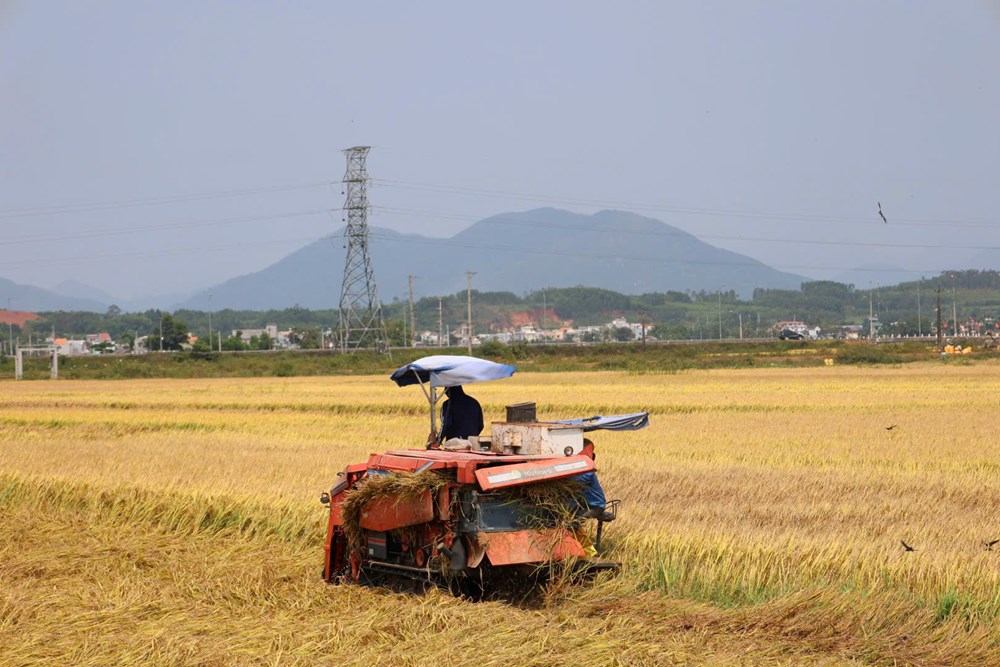 Nông nghiệp Lân Phong chuyển từ tự phát sang liên kết chuỗi - ảnh 5