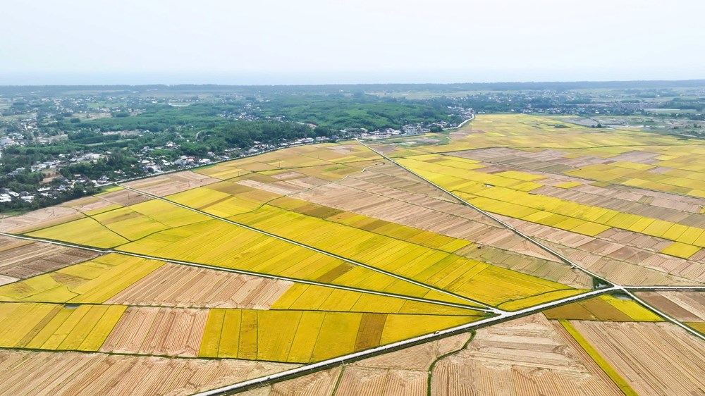 Nông nghiệp Lân Phong chuyển từ tự phát sang liên kết chuỗi - ảnh 4