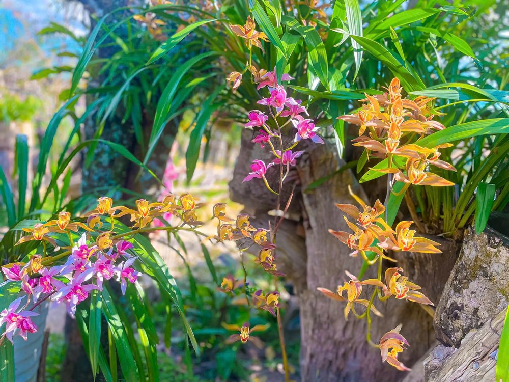 Măng Đen - Từ “thiên đường xanh” đến cực tăng trưởng du lịch, đô thị sinh thái mới của Tây Nguyên - ảnh 6