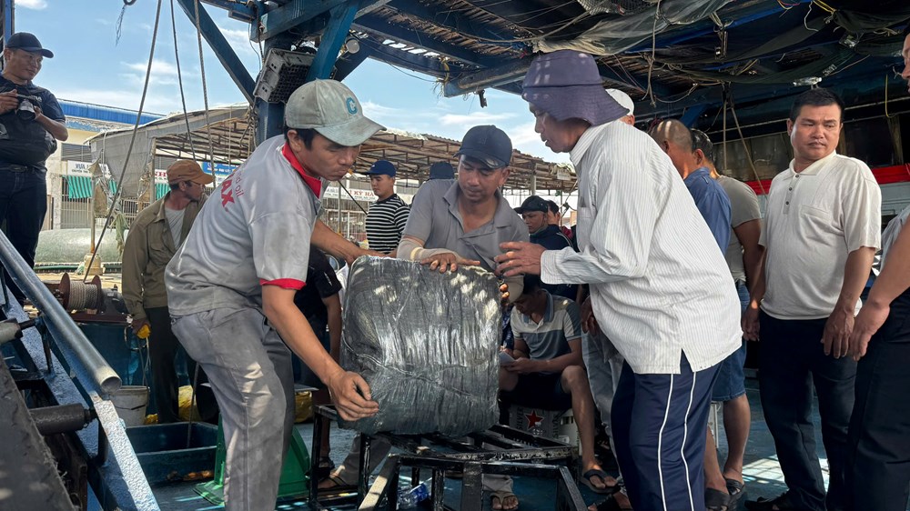 Hai tháng giữa biển khơi, ngư dân Quảng Ngãi thu tiền tỉ từ mực - ảnh 4