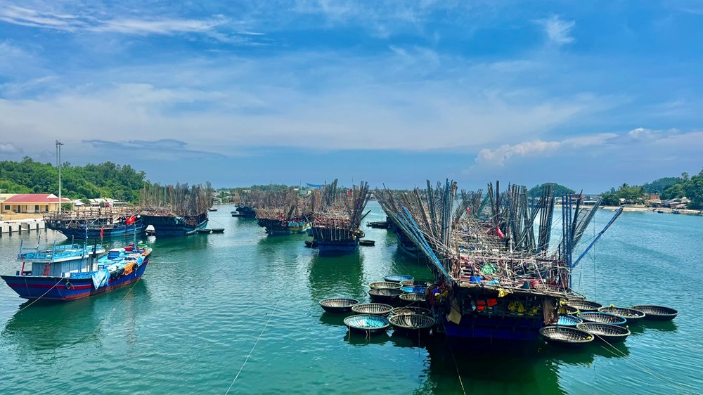 Hai tháng giữa biển khơi, ngư dân Quảng Ngãi thu tiền tỉ từ mực - ảnh 1