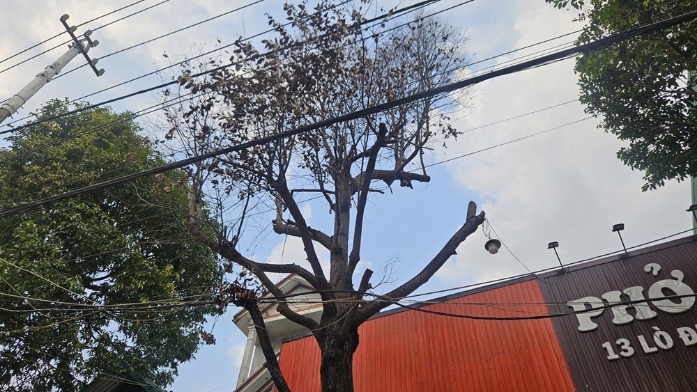 Phát hiện nhiều cây xanh đô thị bị khoan lỗ, nghi bị xâm hại - ảnh 3