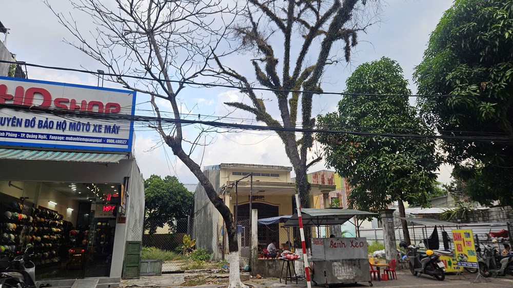 Phát hiện nhiều cây xanh đô thị bị khoan lỗ, nghi bị xâm hại - ảnh 1
