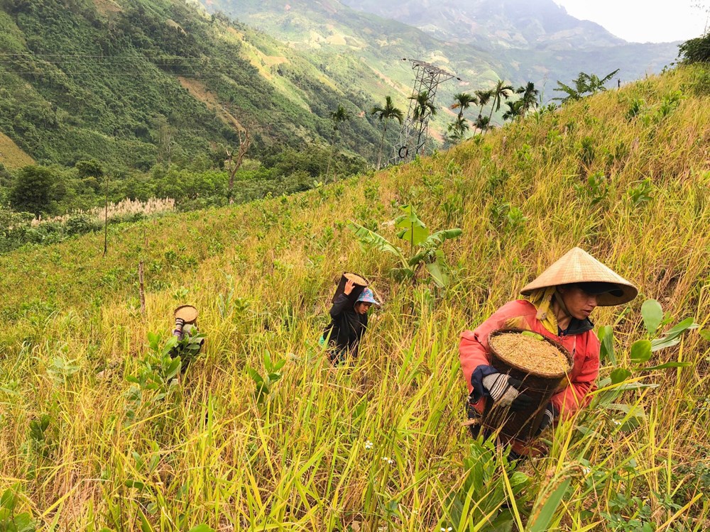 Học sinh đồng bào Ca Dong “đánh thức” giá trị lúa rẫy đại ngàn - ảnh 1