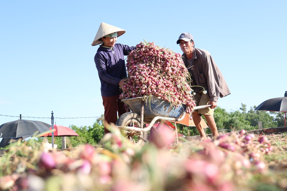Mở hướng phát triển du lịch từ vùng hành tím Bình Hải - ảnh 3