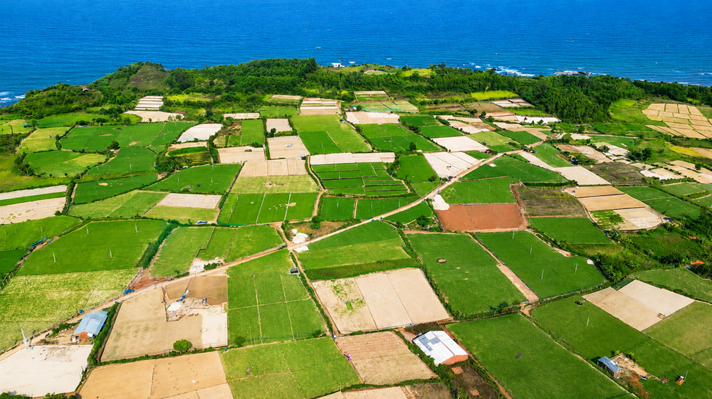 Mở hướng phát triển du lịch từ vùng hành tím Bình Hải - ảnh 2