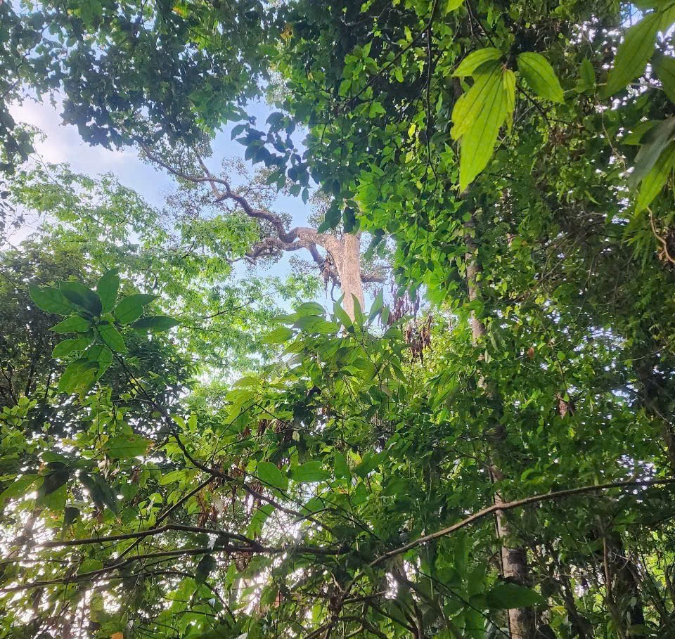 Hơn 20 giờ nỗ lực đưa người gặp nạn từ rừng sâu trở về với gia đình - ảnh 1