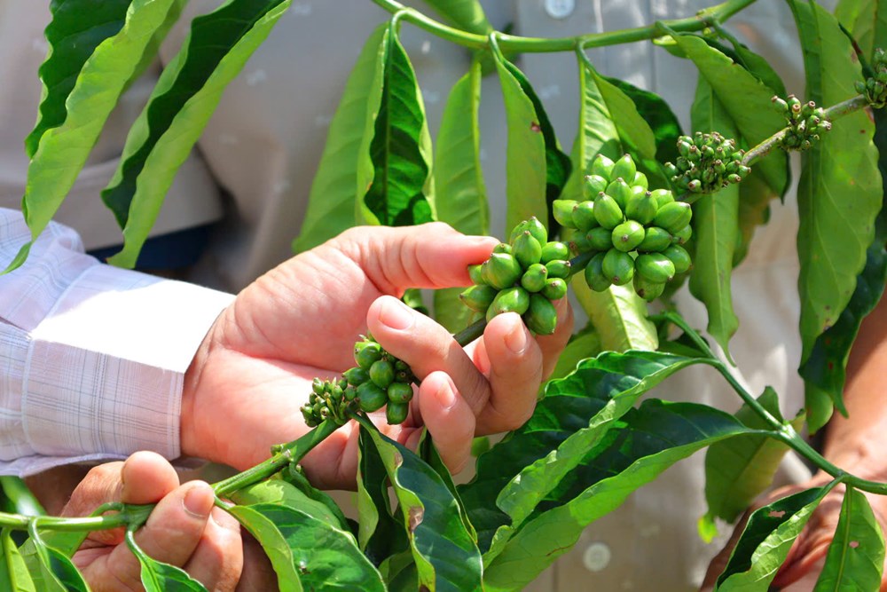 Từ ý chí người lính đến mô hình nông nghiệp doanh thu tiền tỉ - ảnh 2