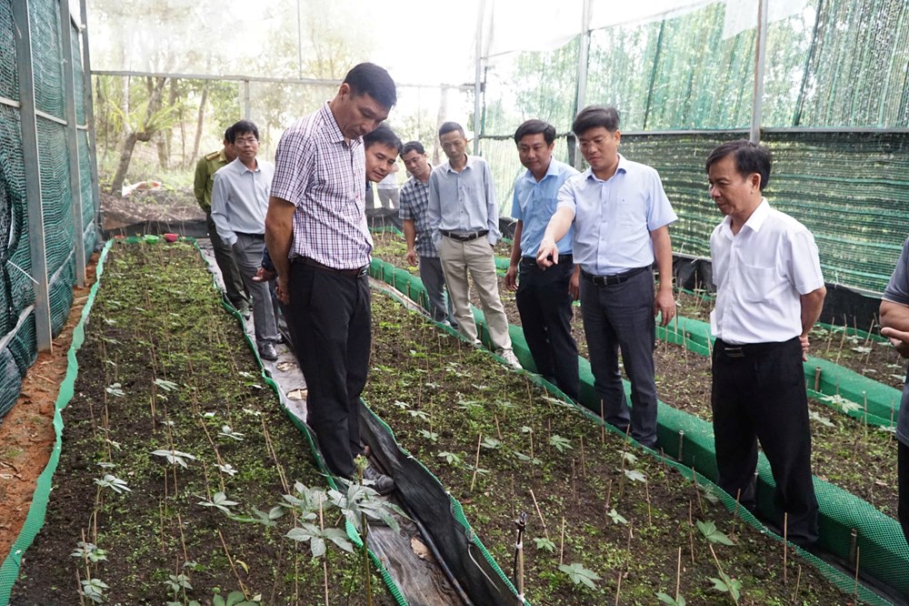 Xây dựng chuỗi giá trị sâm Ngọc Linh, tạo động lực phát triển kinh tế vùng cao - ảnh 4