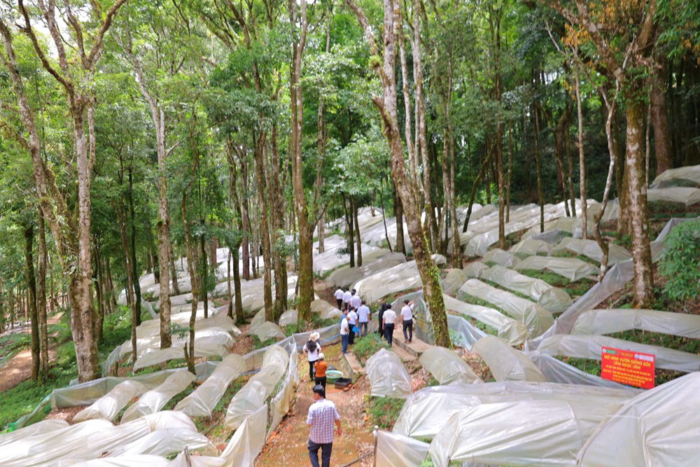 Xây dựng chuỗi giá trị sâm Ngọc Linh, tạo động lực phát triển kinh tế vùng cao - ảnh 5