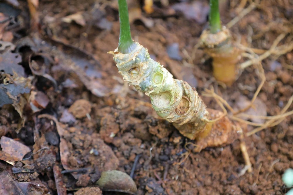 Xây dựng chuỗi giá trị sâm Ngọc Linh, tạo động lực phát triển kinh tế vùng cao - ảnh 2