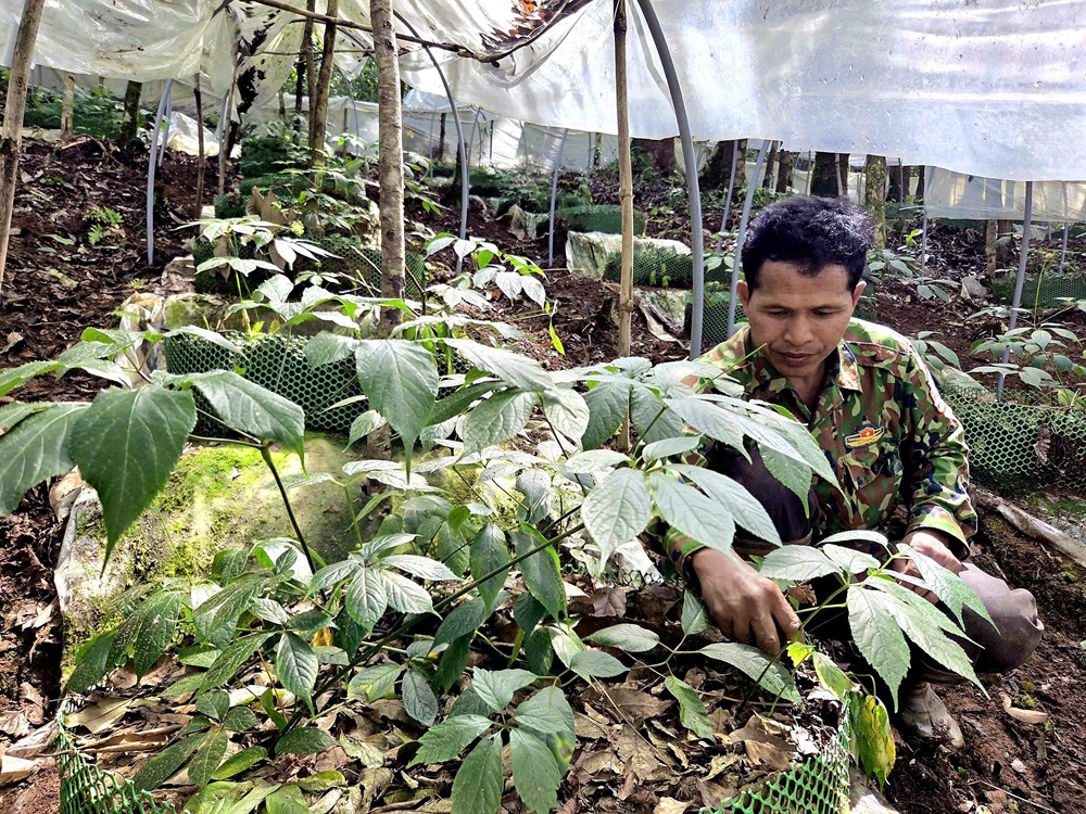 Xây dựng chuỗi giá trị sâm Ngọc Linh, tạo động lực phát triển kinh tế vùng cao - ảnh 3