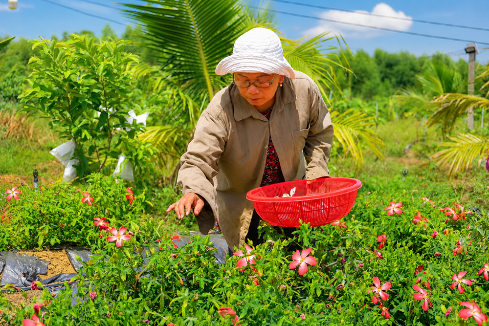 Sâm bố chính mở lối cho nông nghiệp giá trị cao ở Quảng Ngãi - ảnh 1